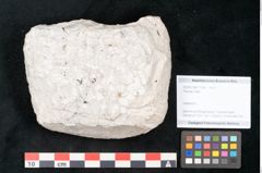 Foto (Objekt + Etikett) von Plantae indet.  (NHMW-GEO-2024-0188-11195)